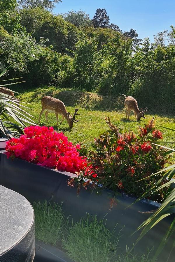 B&B Het Duinhuisje Met Jacuzzi, Gratis Parkeren, 2 Fietsen Te Leen, Airco Zandvoort Eksteriør bilde